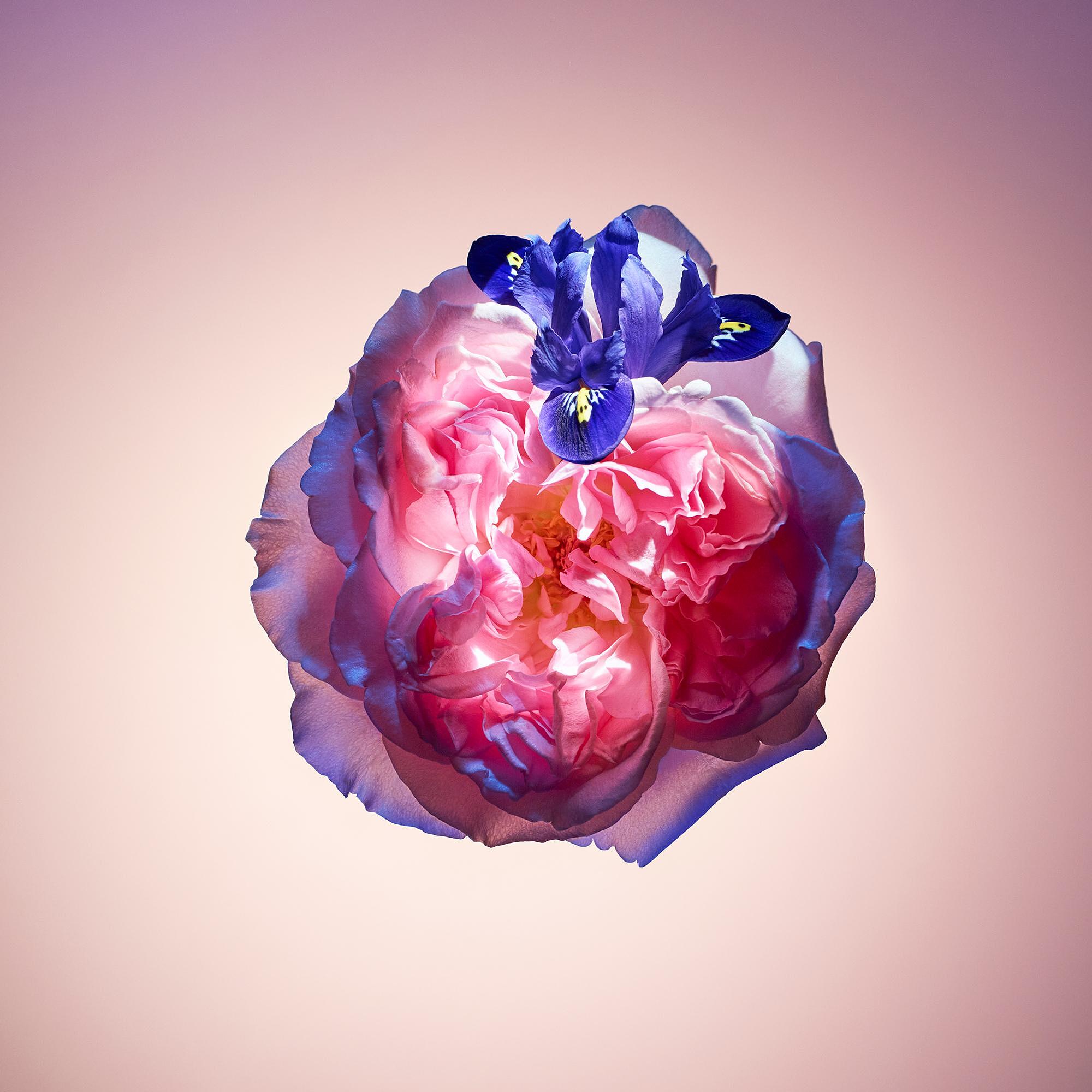 Whispers of Love Perfume - 2